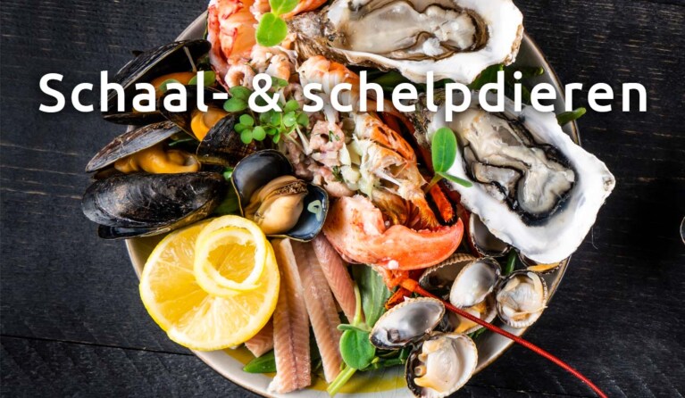 Schaal- & schelpdieren in allerlei soorten